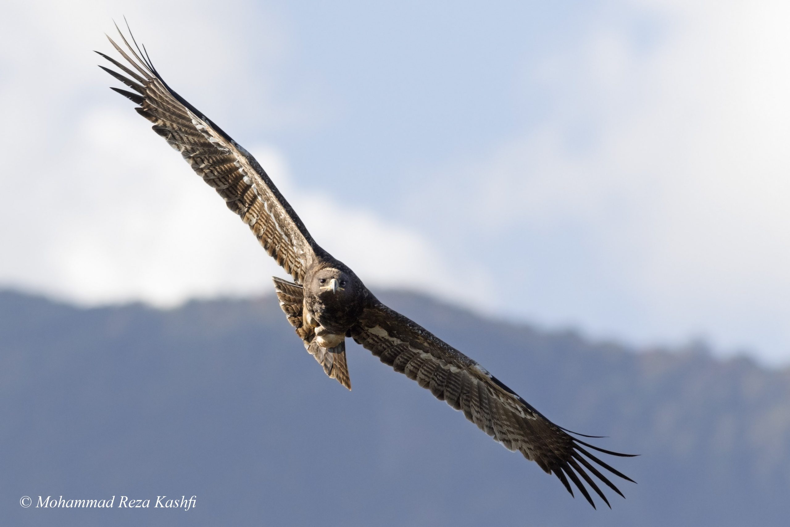 عقاب صحرایی - شمارش پرندگان شکاری تالش