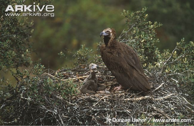 لانهی دال سیاه