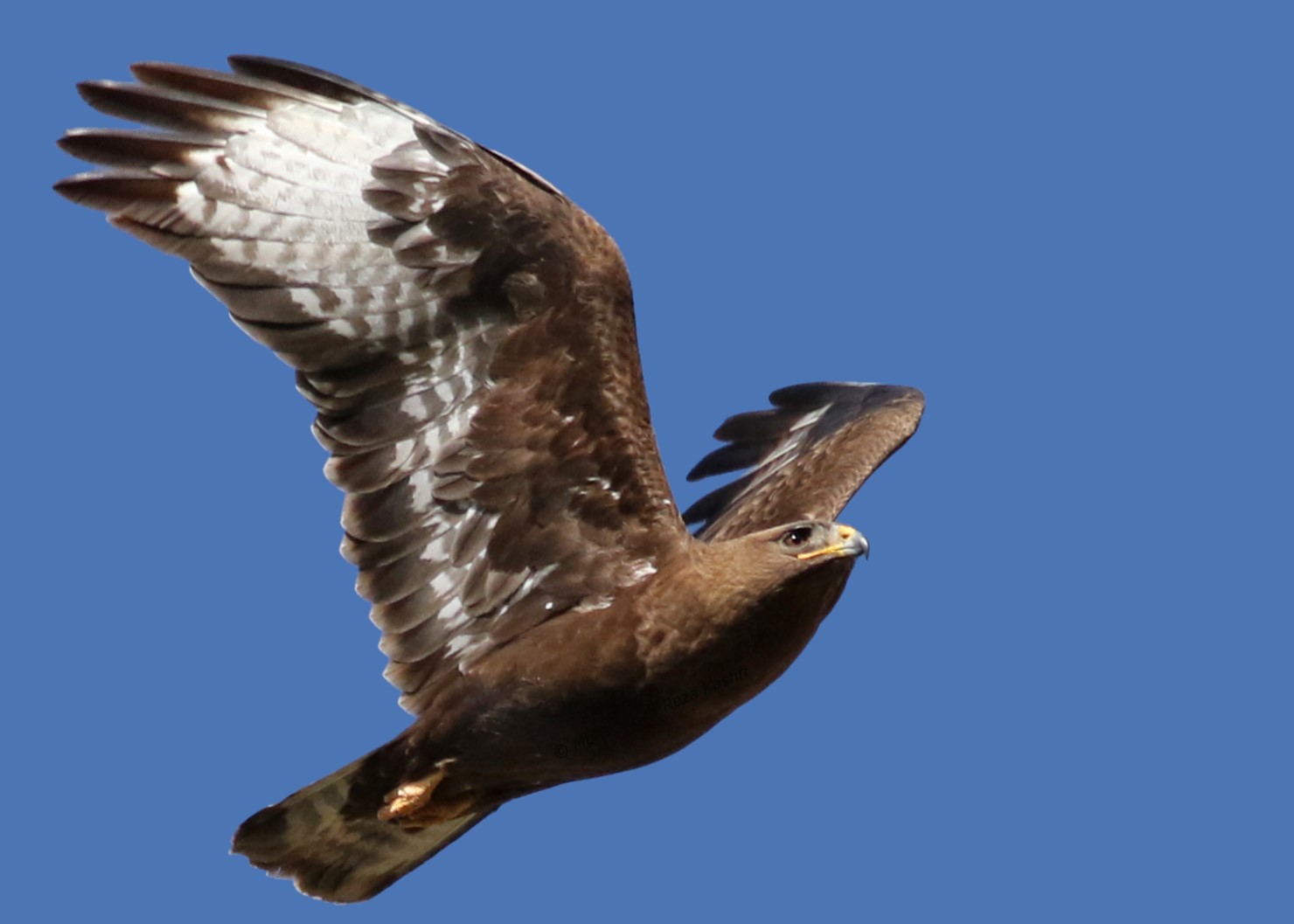 Steppe Buzzard