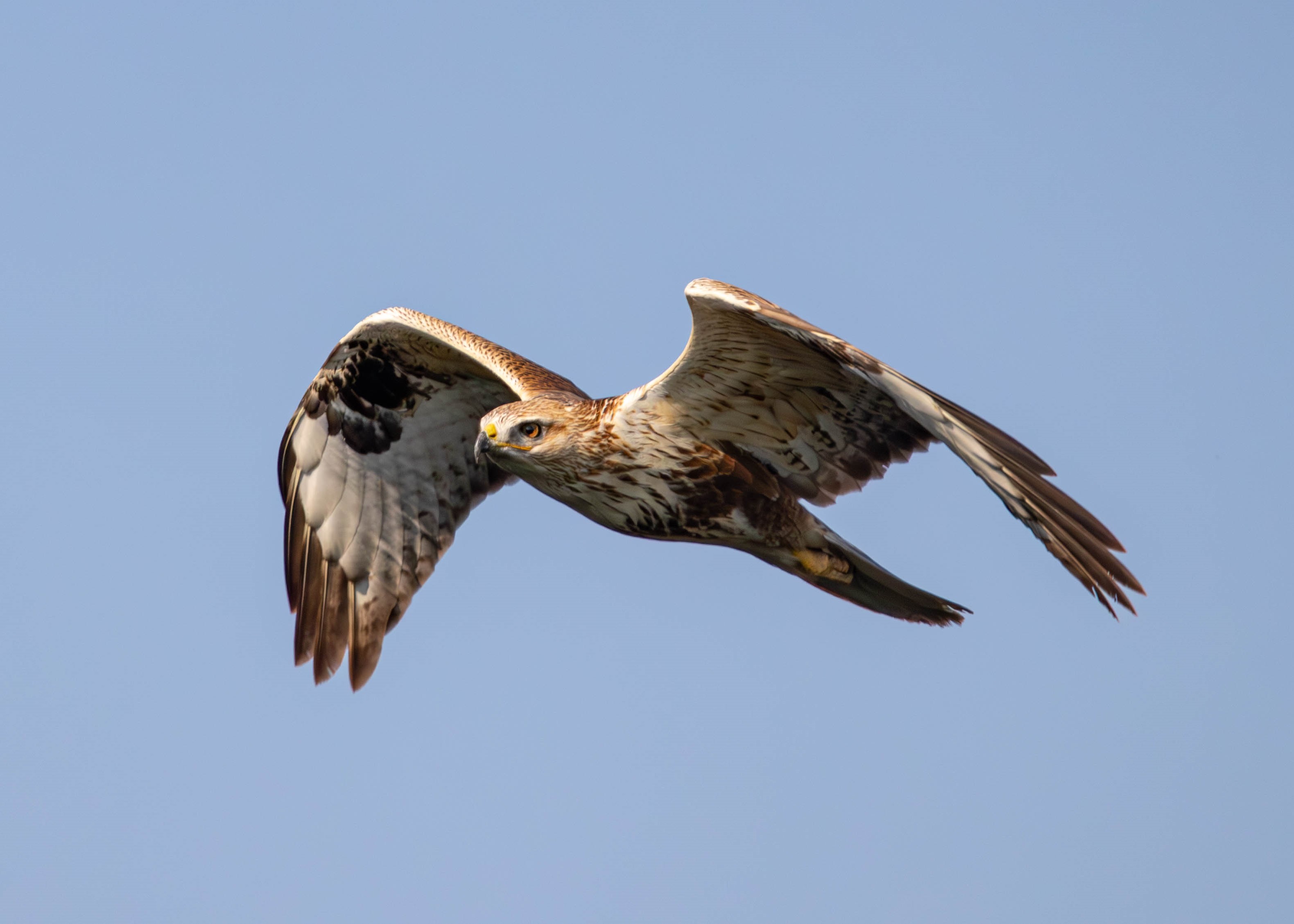 Long-legged Buzzard