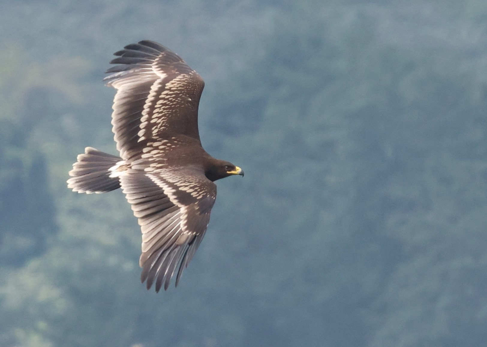 Greater Spotted Eagle