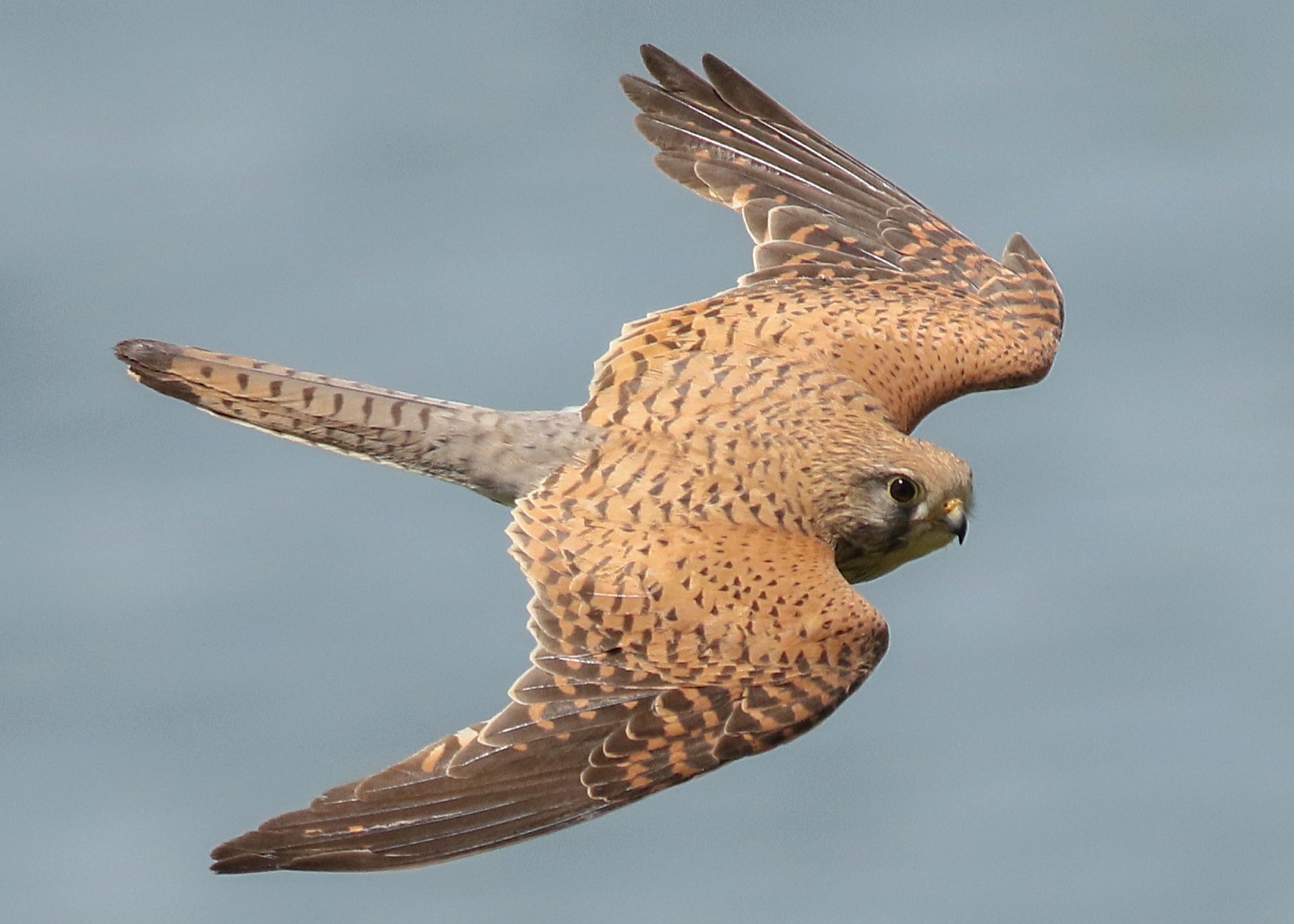 Eurasian Kestrel