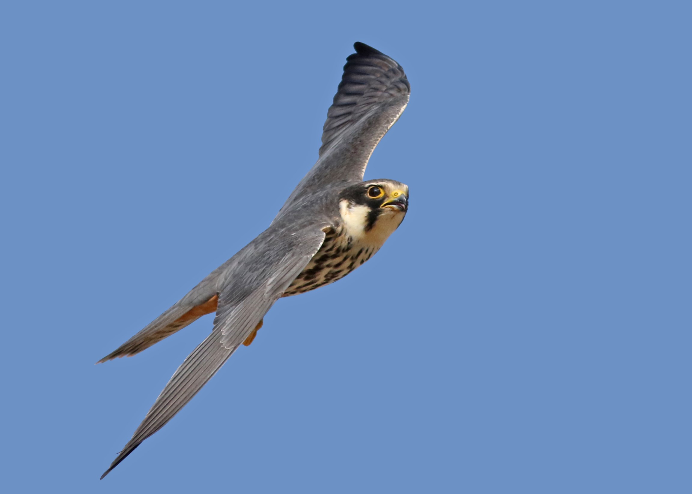 Hobby