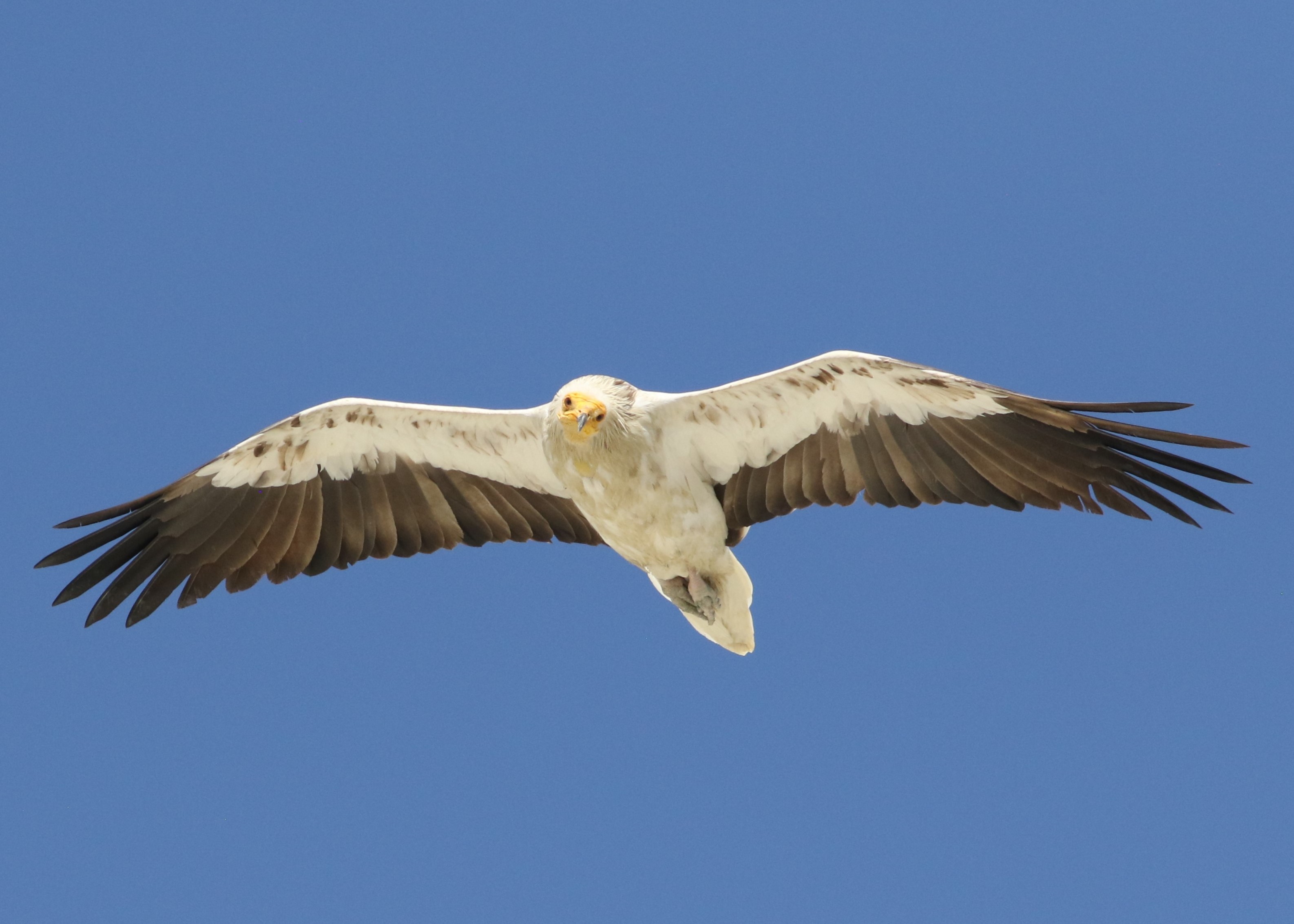 Egyptian Vulture