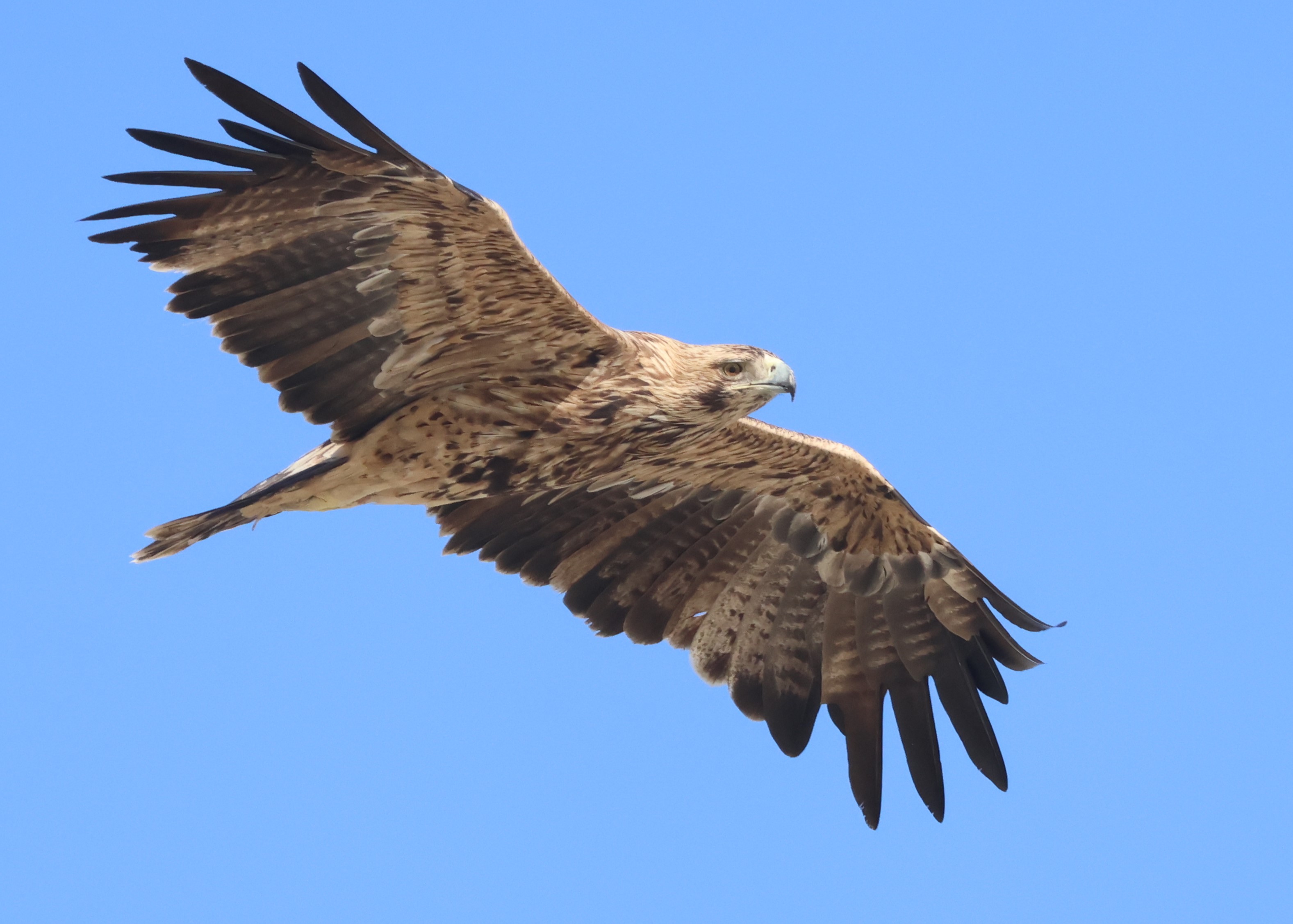 Imperial Eagle