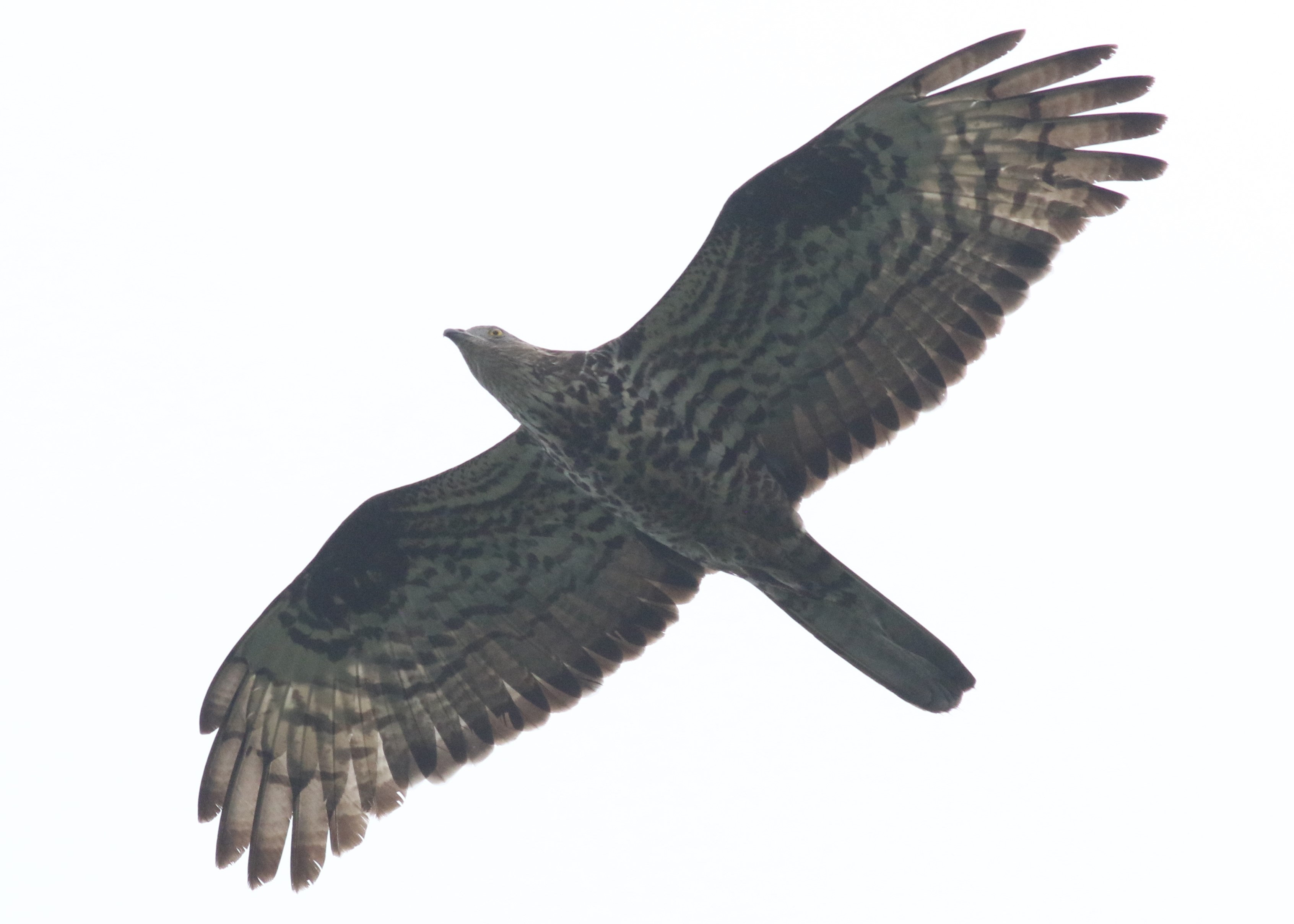 Honey Buzzard