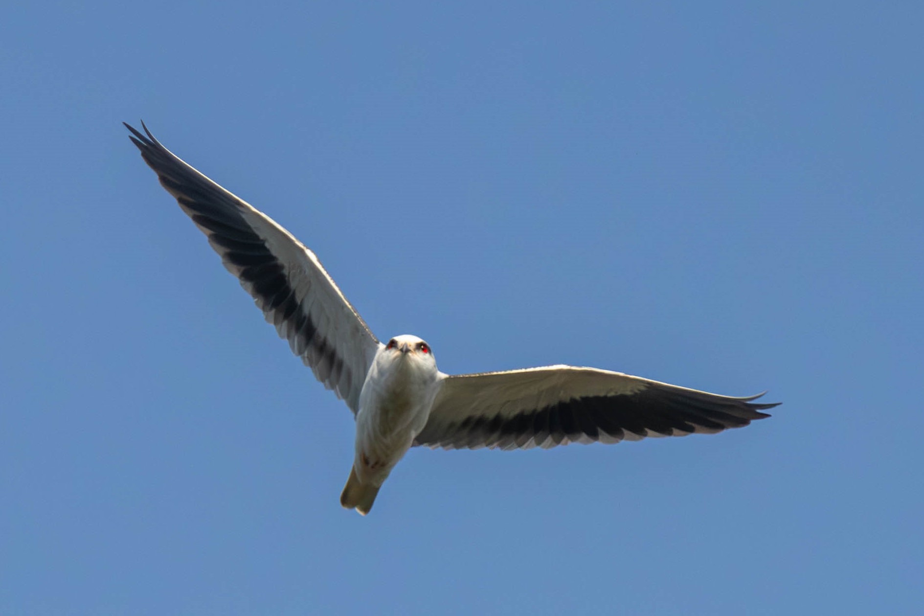 Black-winged Kite