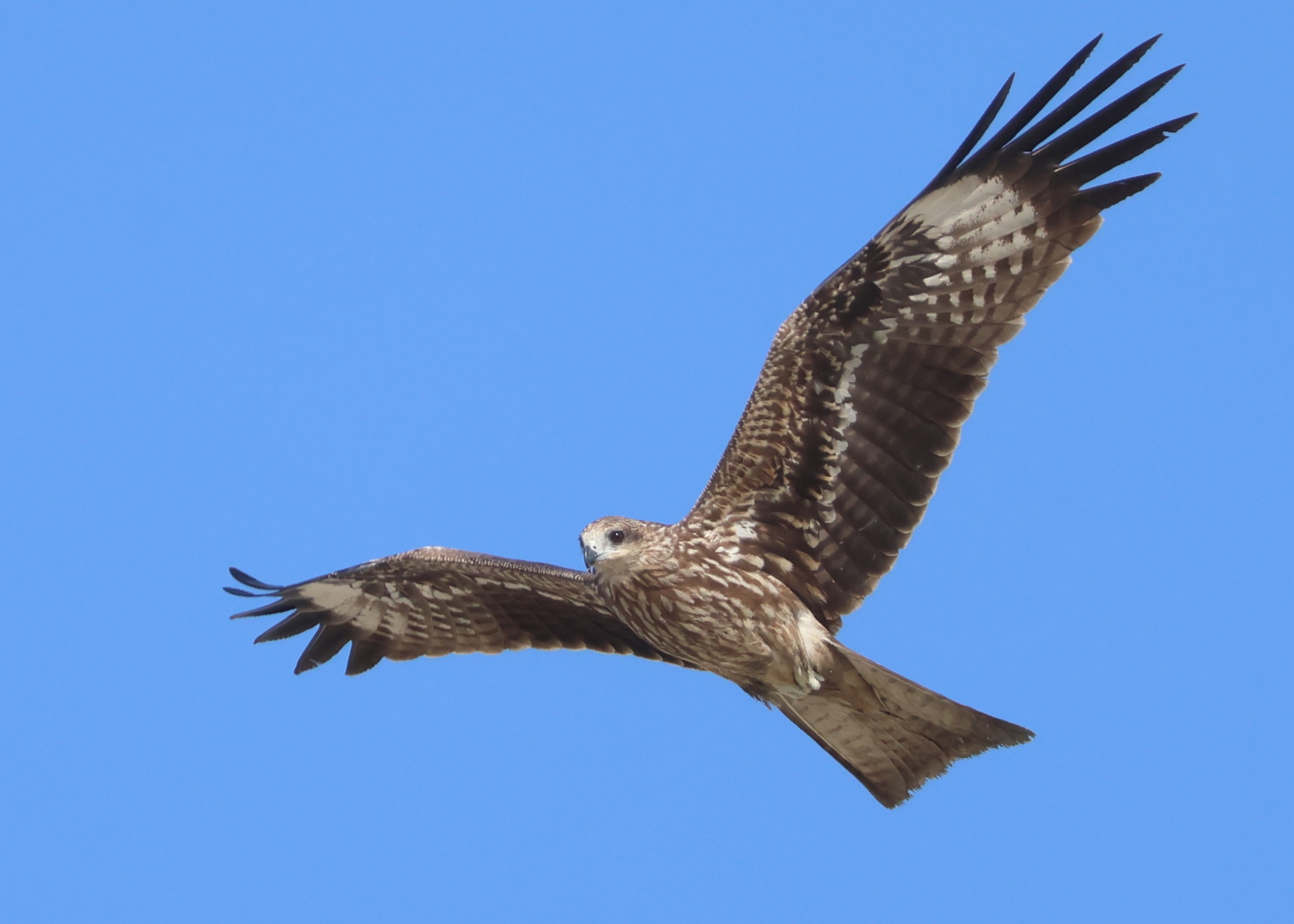 Black Kite