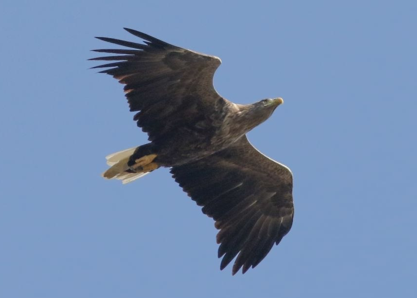 White-tailed Eagle