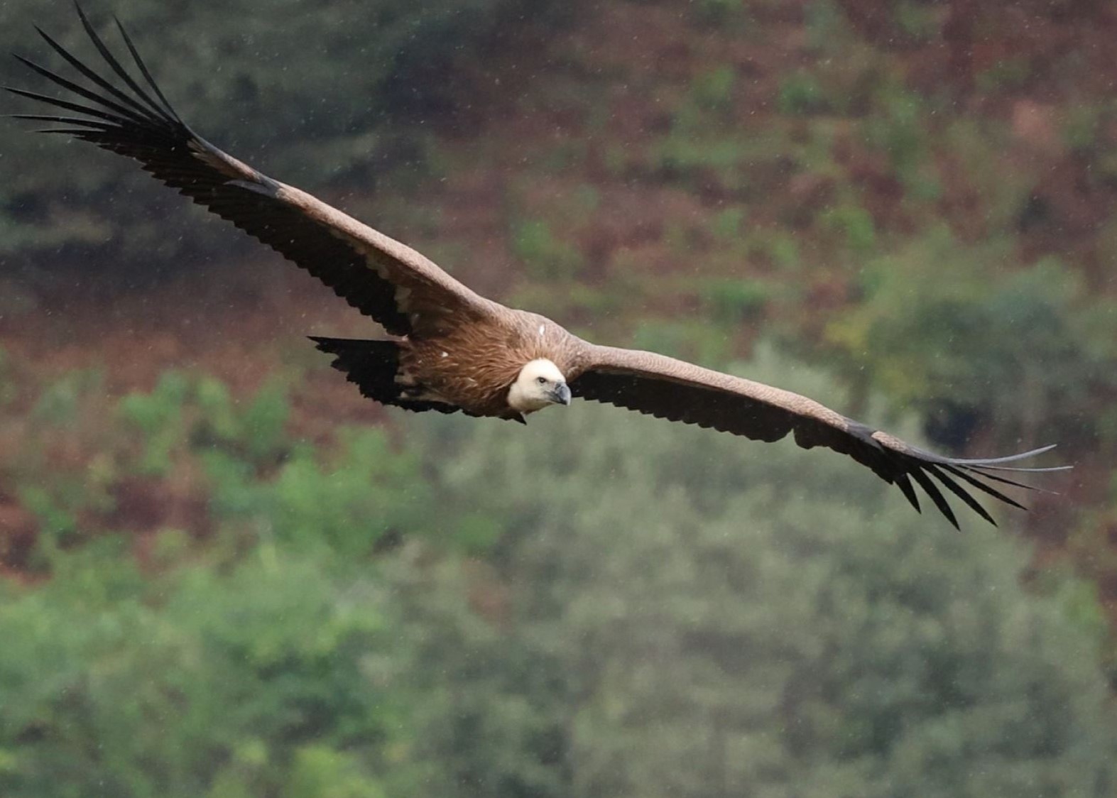 Eurasian Griffon