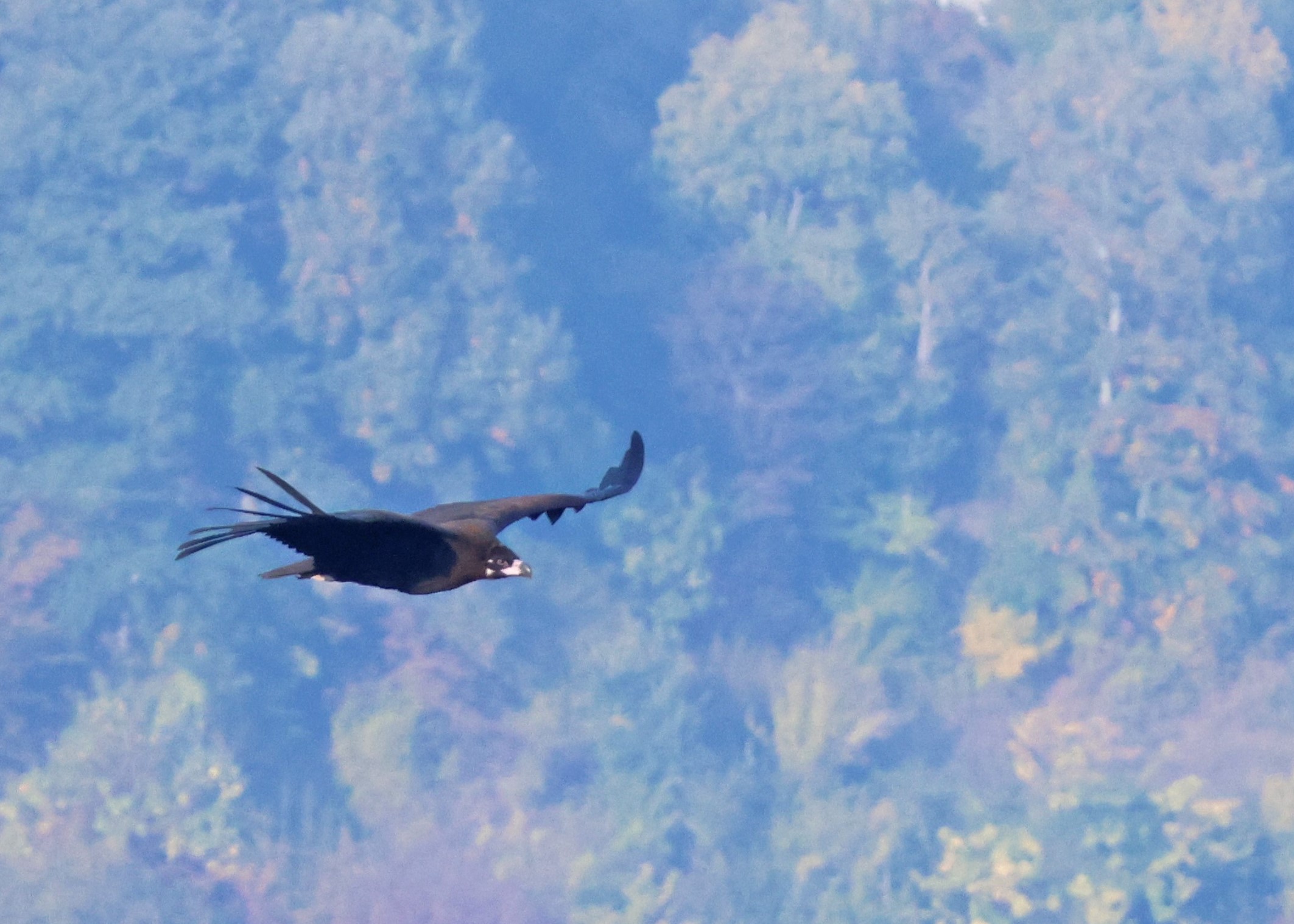 Cinereous Vulture