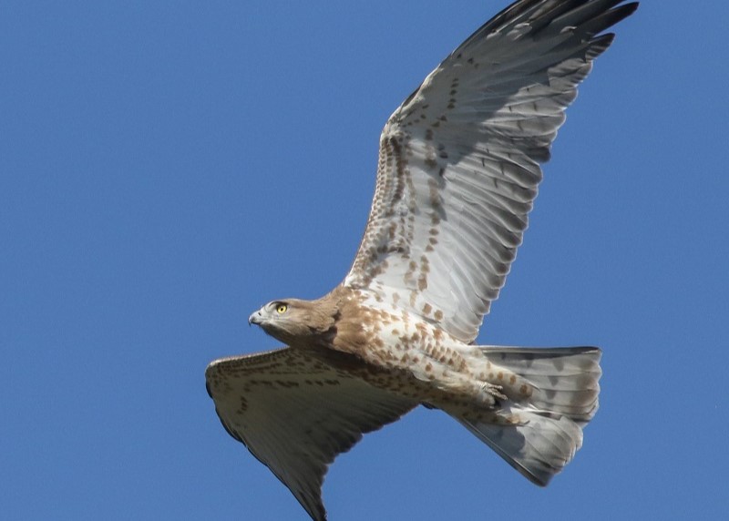 Short-toed Eagle
