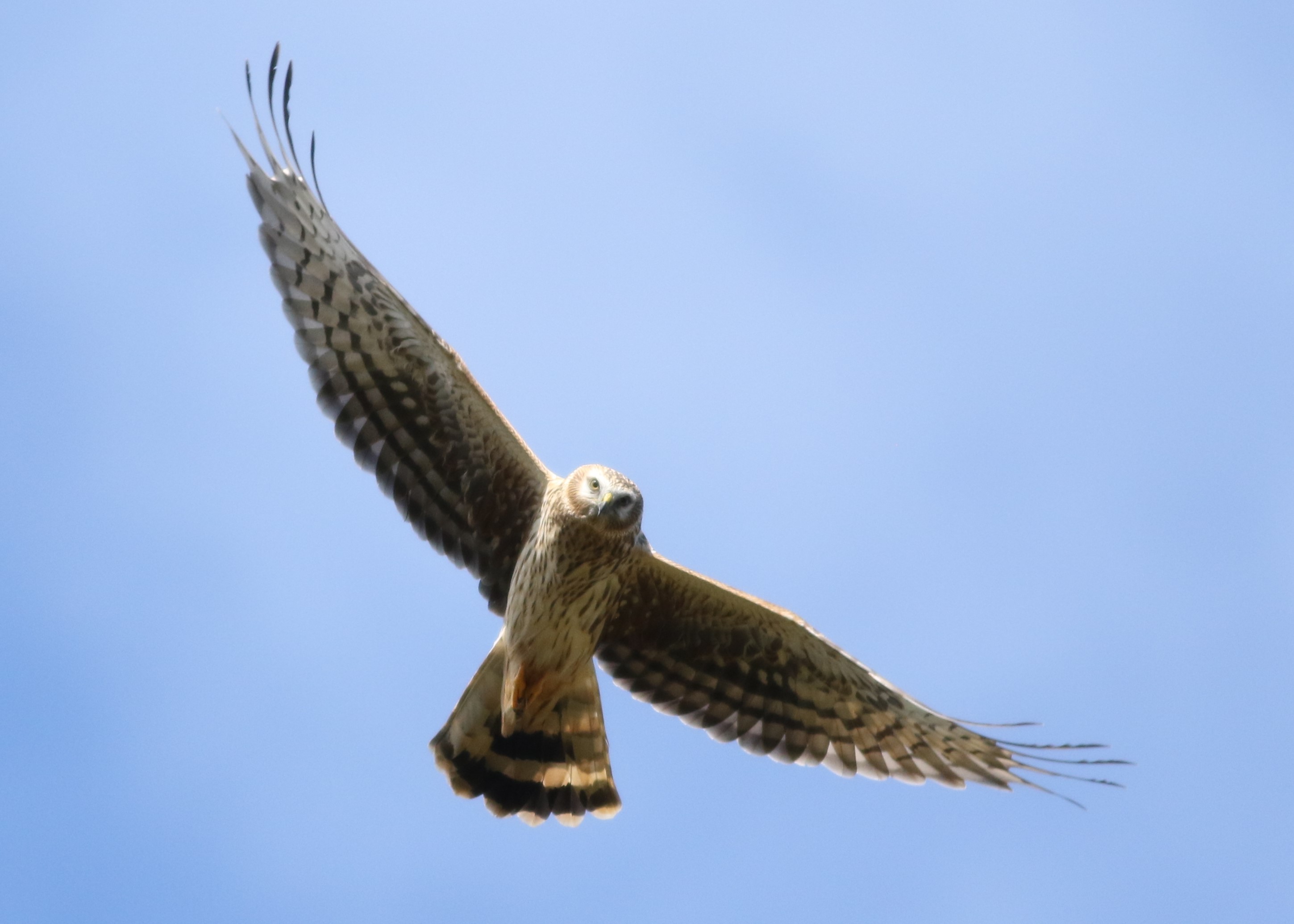 Hen Harrier