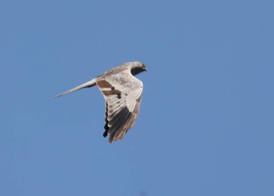 سنقر گندمزار