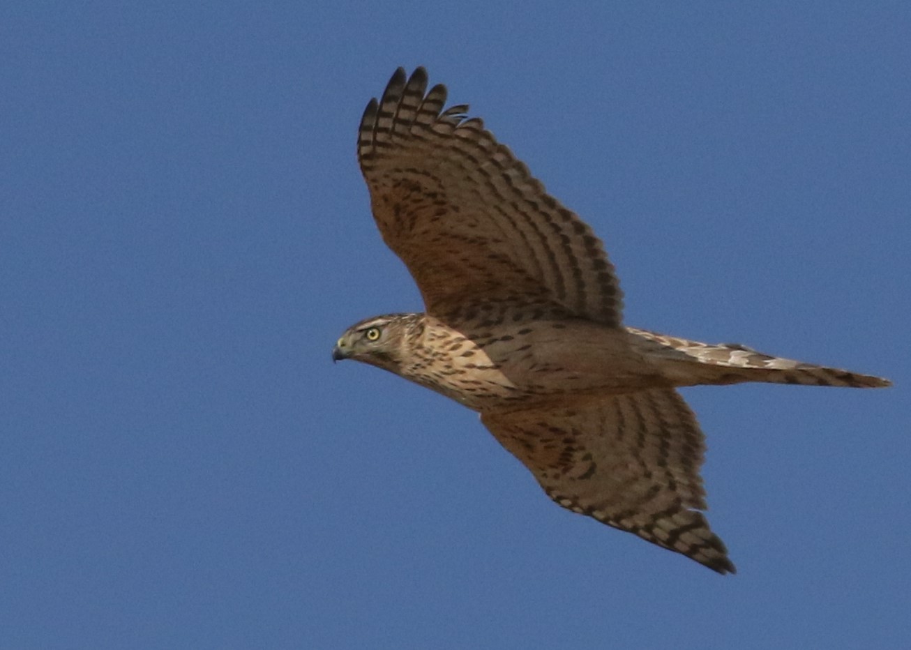 European Goshawk