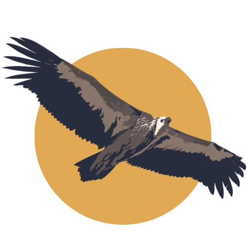 Lesser/Greater Spotted Eagle